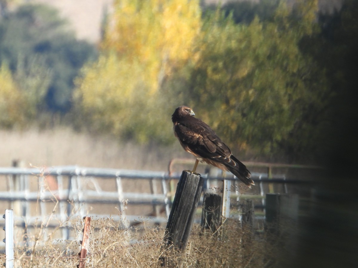 Northern Harrier - ML646675122
