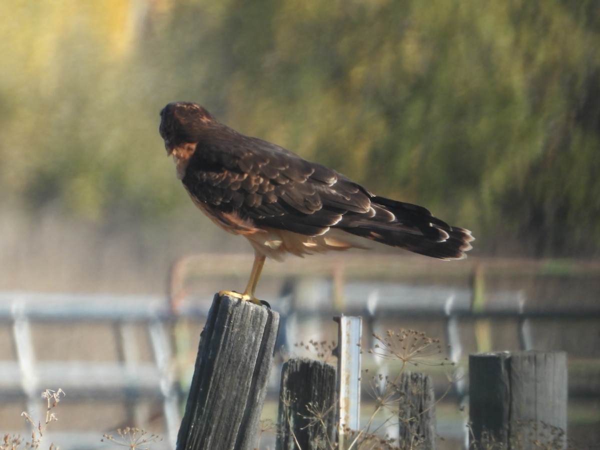 Northern Harrier - ML646675123