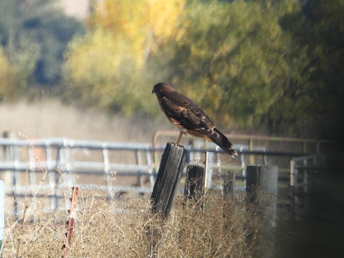 Northern Harrier - ML646675124