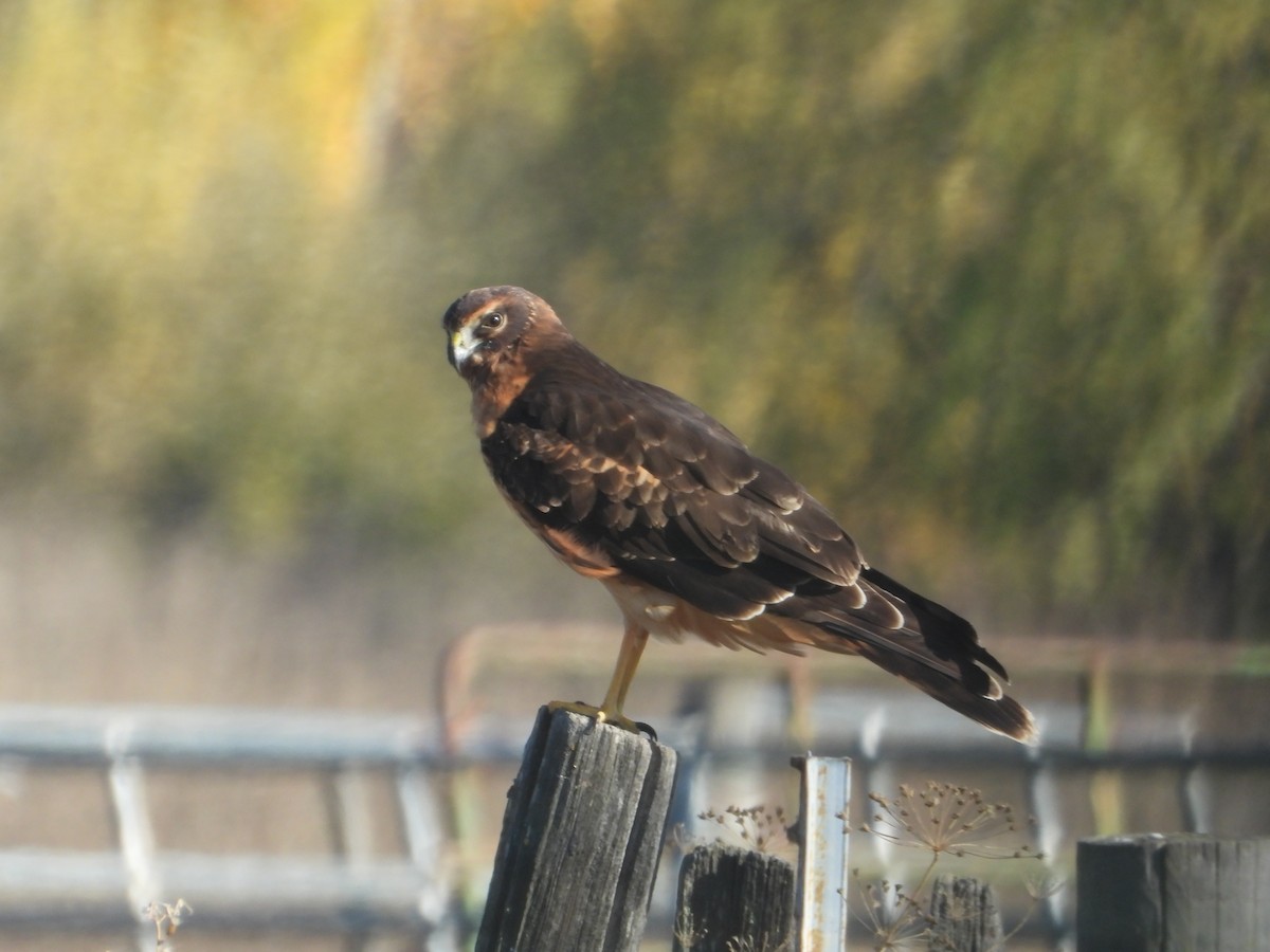 Northern Harrier - ML646675125