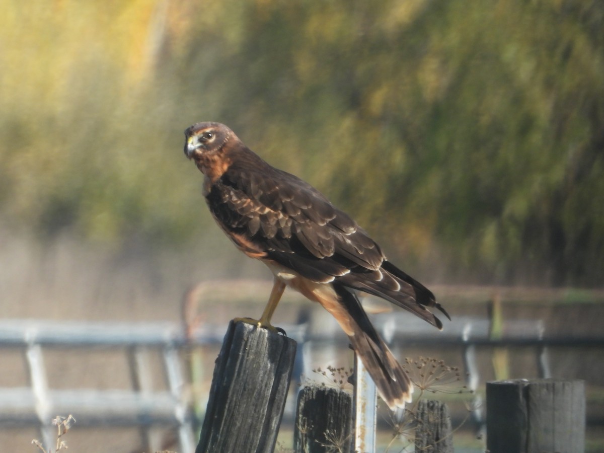 Northern Harrier - ML646675126