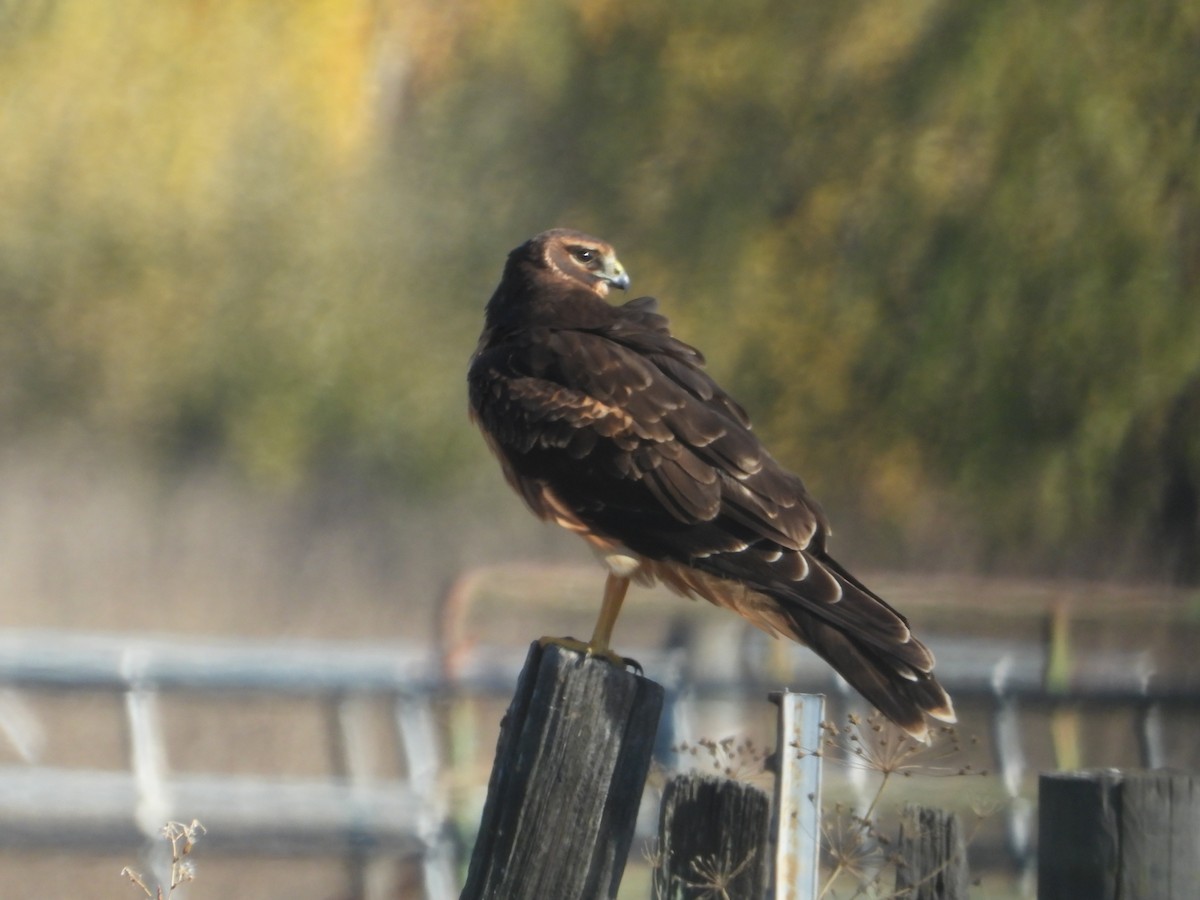 Northern Harrier - ML646675127