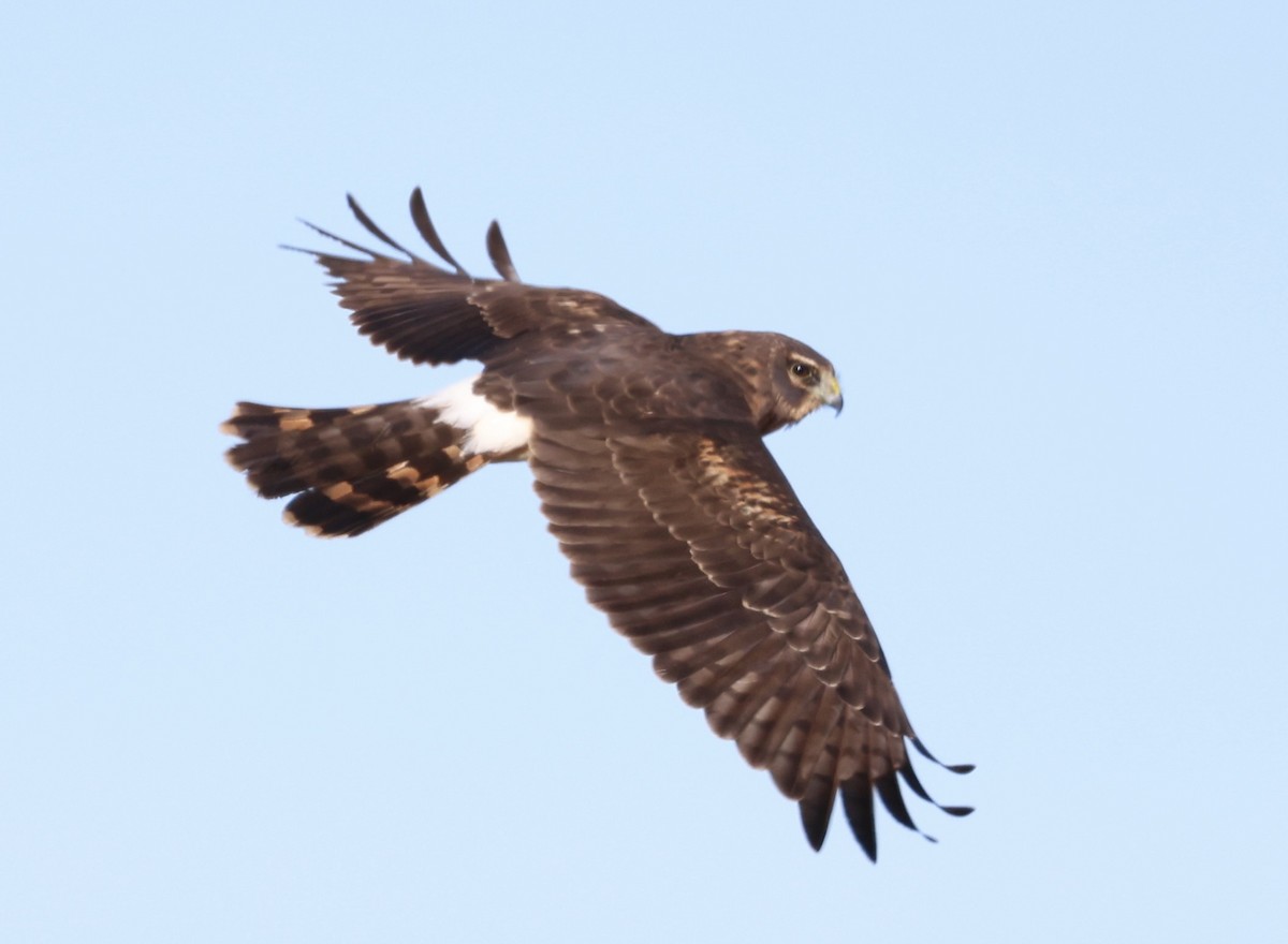 mørkmyrhauk - ML646675129