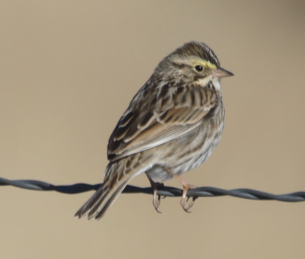 Savannah Sparrow - ML646675130
