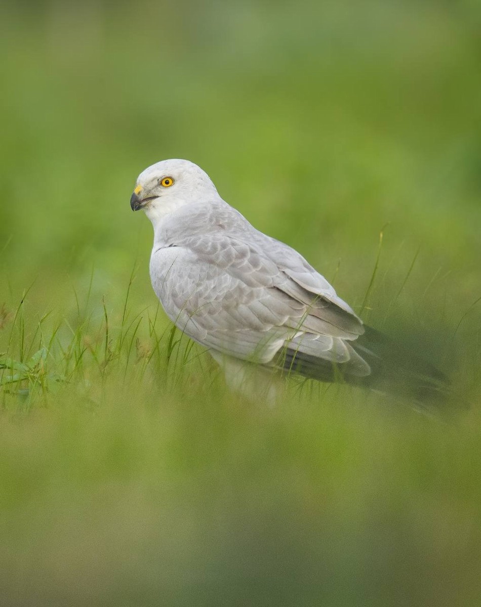 Pallid Harrier - ML646675133