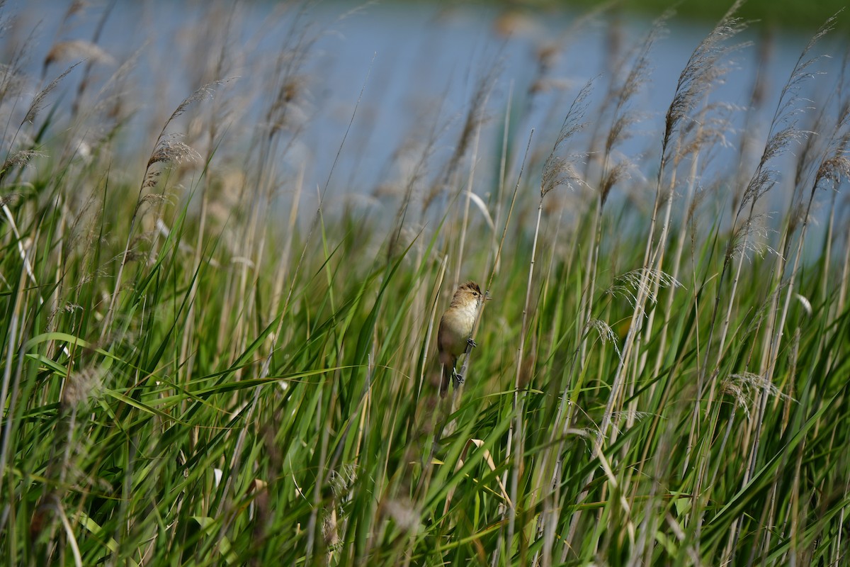 Australrohrsänger - ML646675141