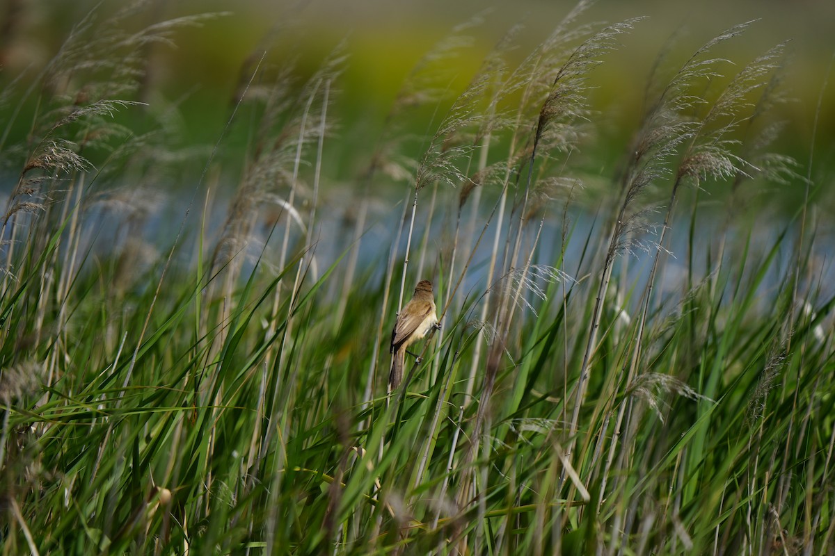 Australrohrsänger - ML646675142