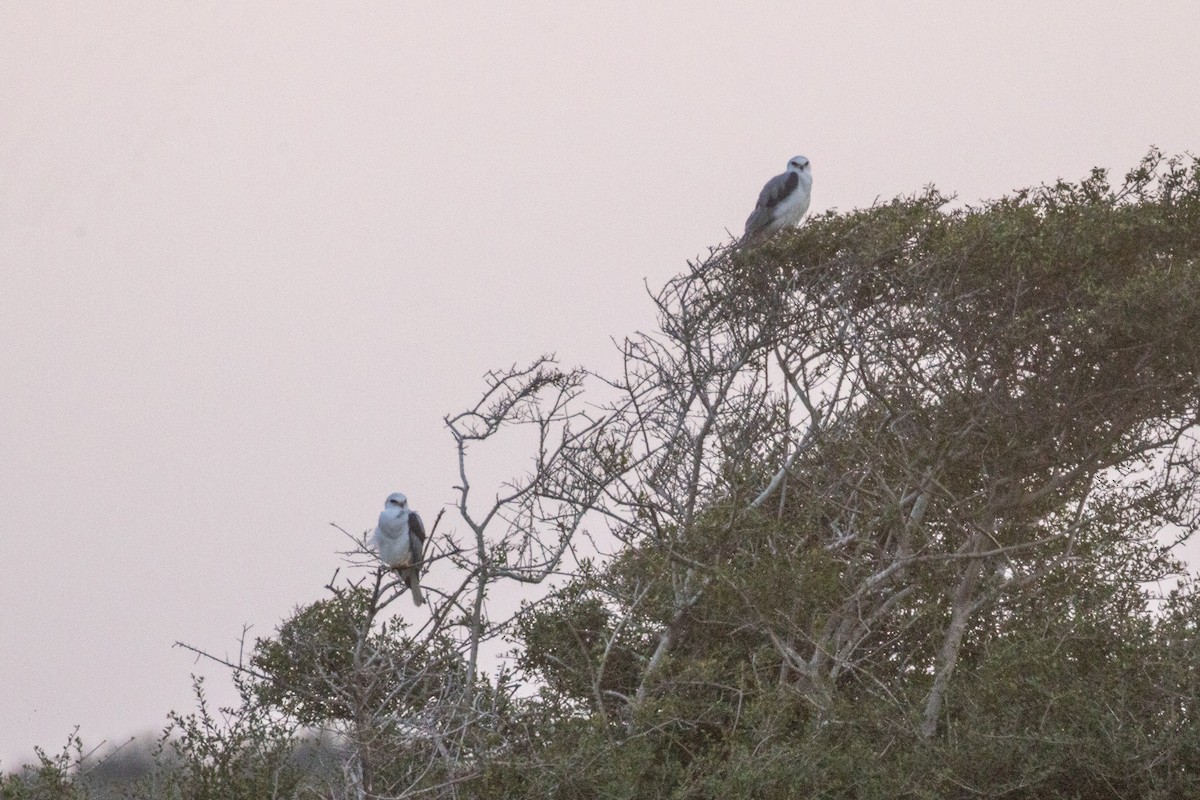 White-tailed Kite - ML646675143