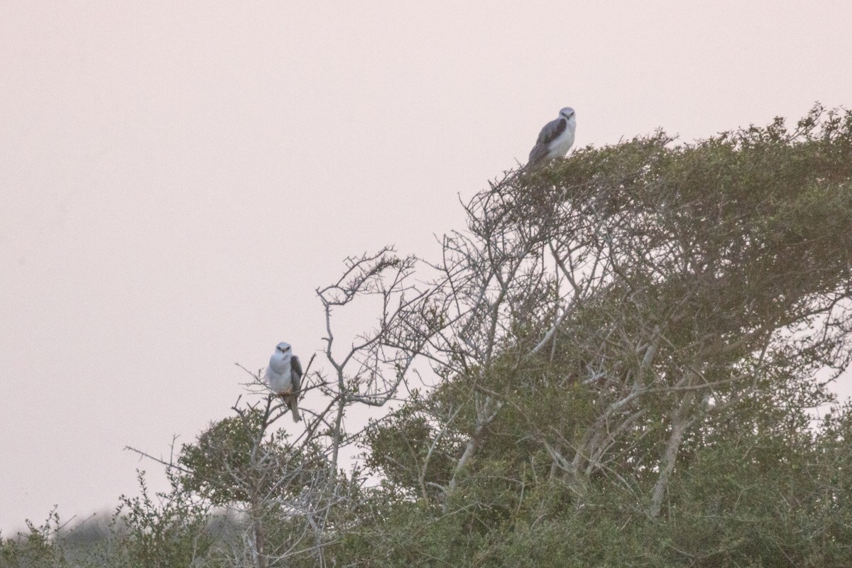 White-tailed Kite - ML646675145