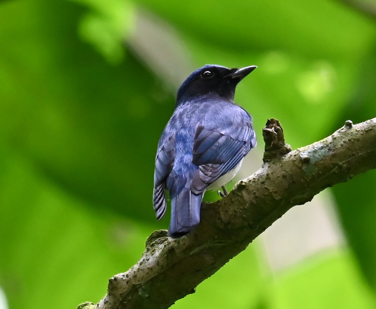 Blue-and-white Flycatcher - ML646675147