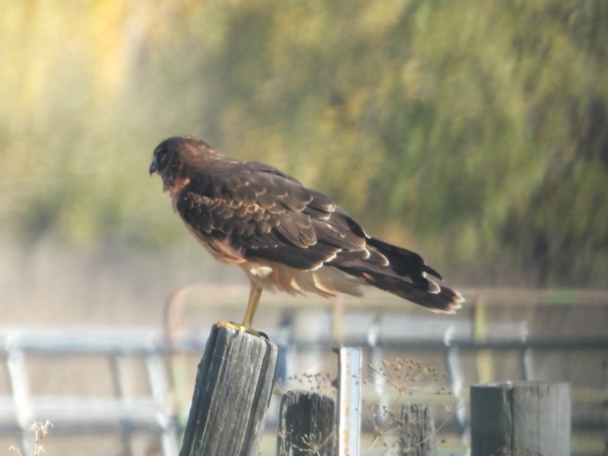 Northern Harrier - ML646675148