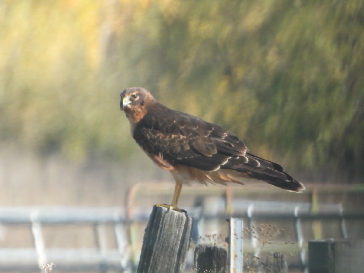 Northern Harrier - ML646675149