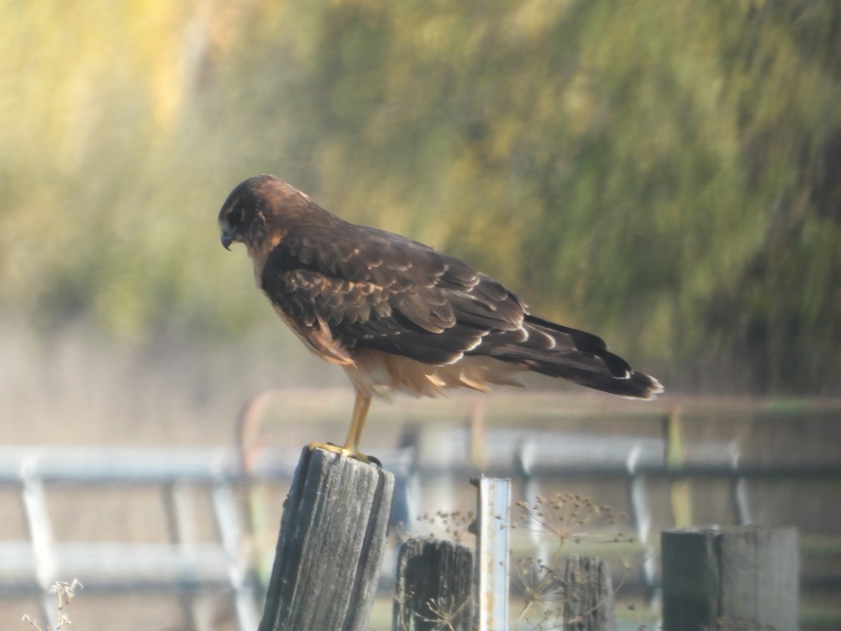 Northern Harrier - ML646675150