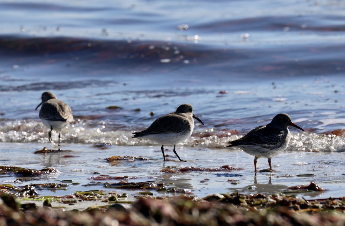 fjæreplytt - ML646675155