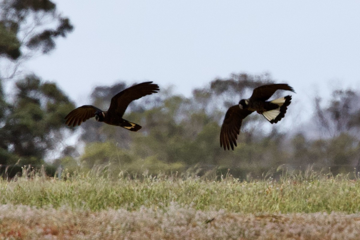 Carnaby's Black-Cockatoo - ML646675156