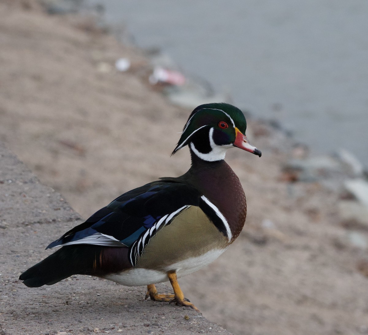 Pato Joyuyo - ML646675162