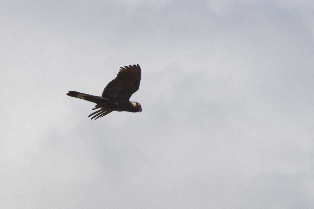 Carnaby's Black-Cockatoo - ML646675163