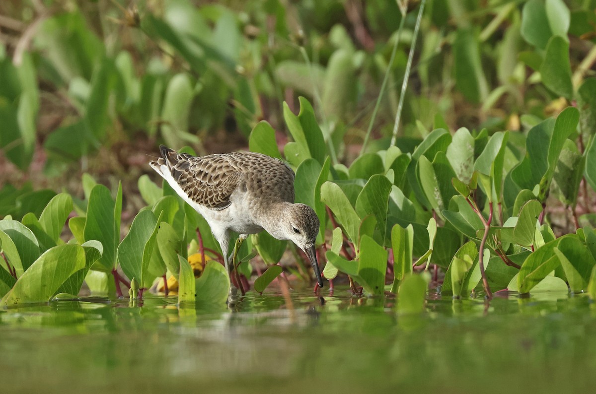 Combatiente - ML646675167