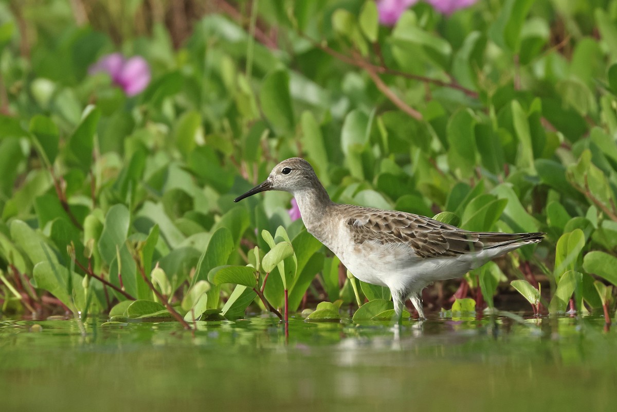 Combatiente - ML646675170