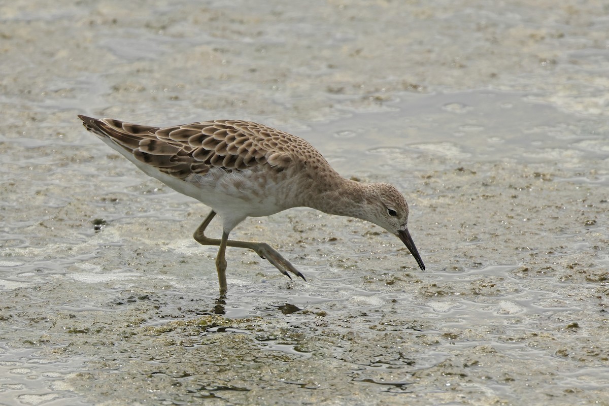 Combatiente - ML646675171