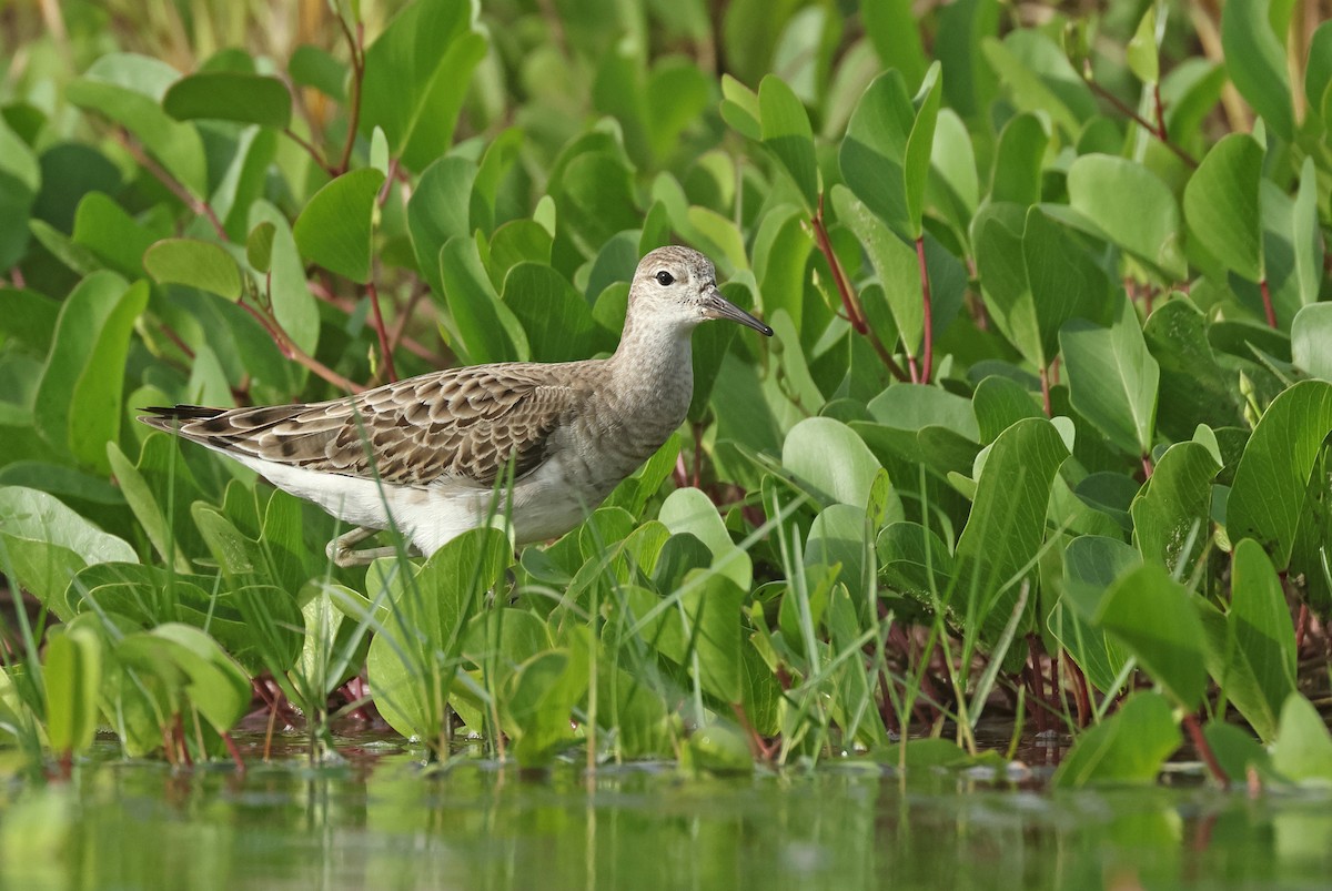 Döğüşkenkuş - ML646675173