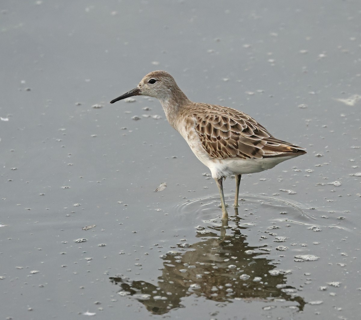 Döğüşkenkuş - ML646675174