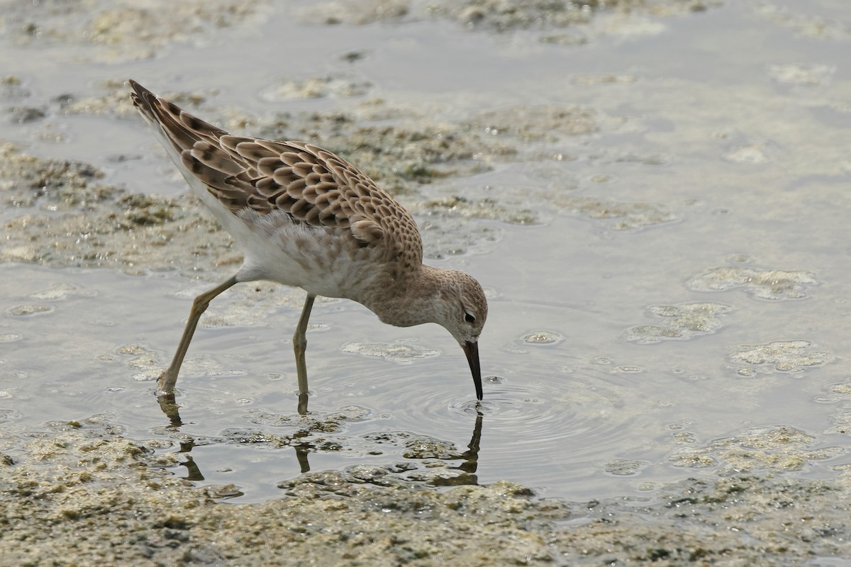 Combatiente - ML646675175