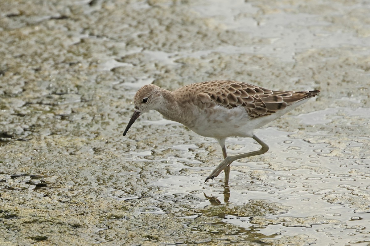 Döğüşkenkuş - ML646675176