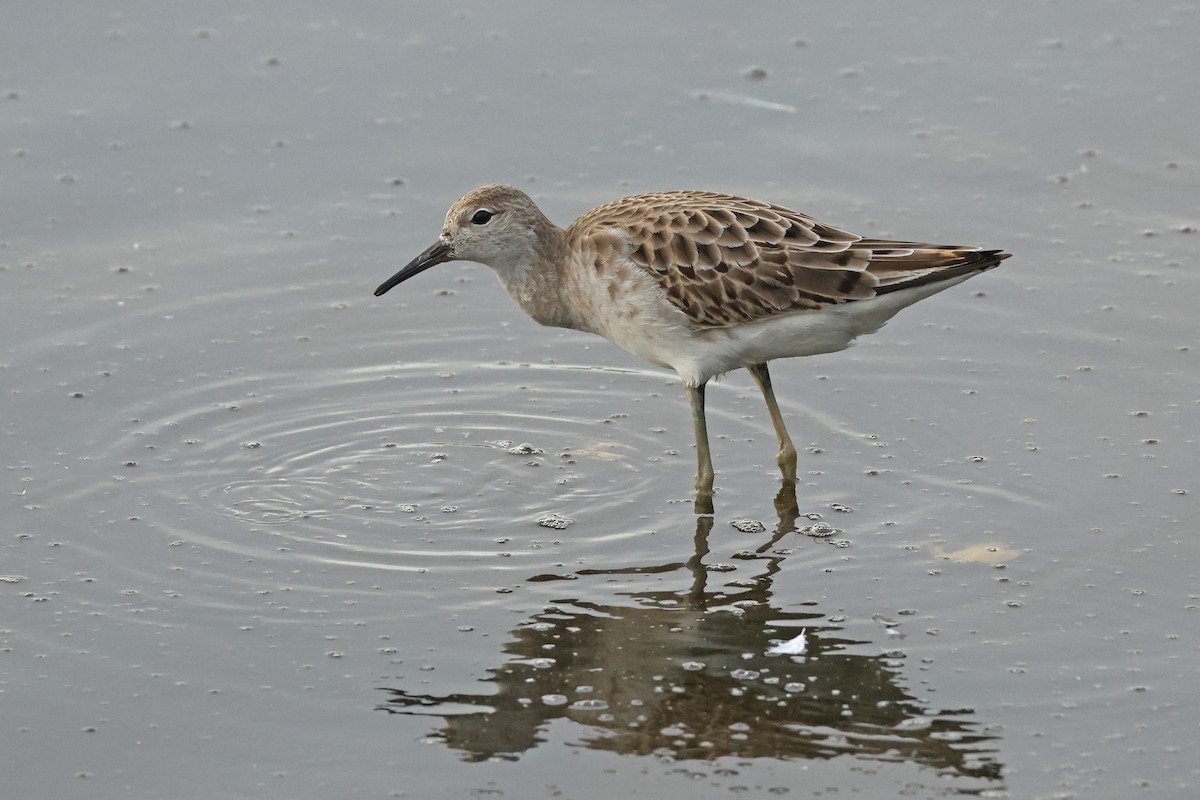 Combatiente - ML646675177