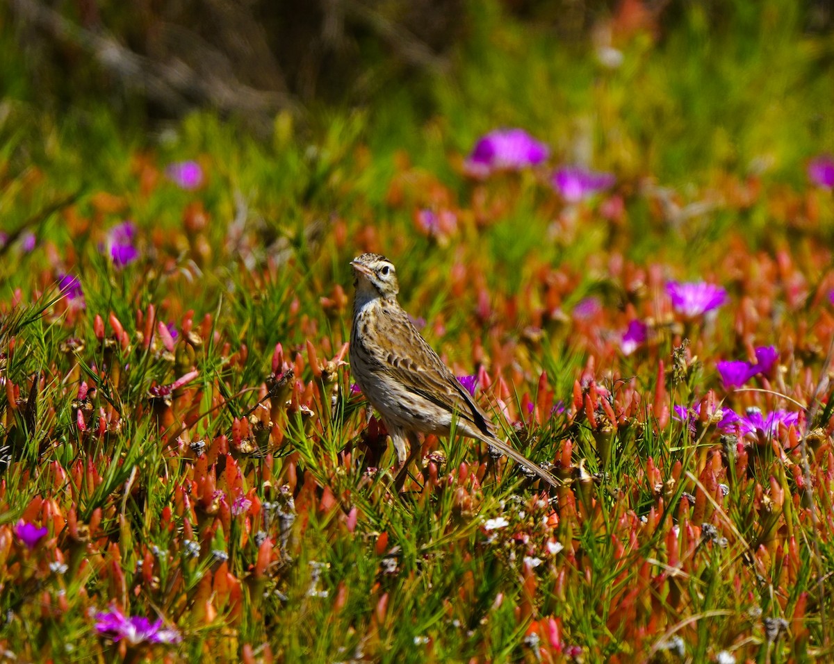 Australspornpieper - ML646675181