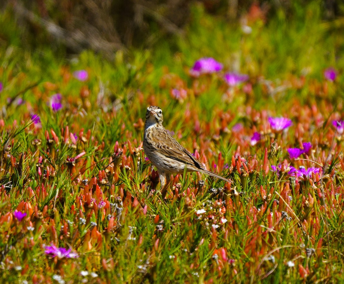 Australspornpieper - ML646675182