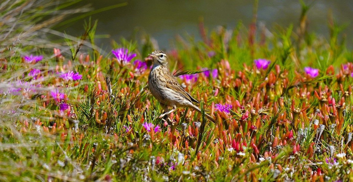 Australspornpieper - ML646675183