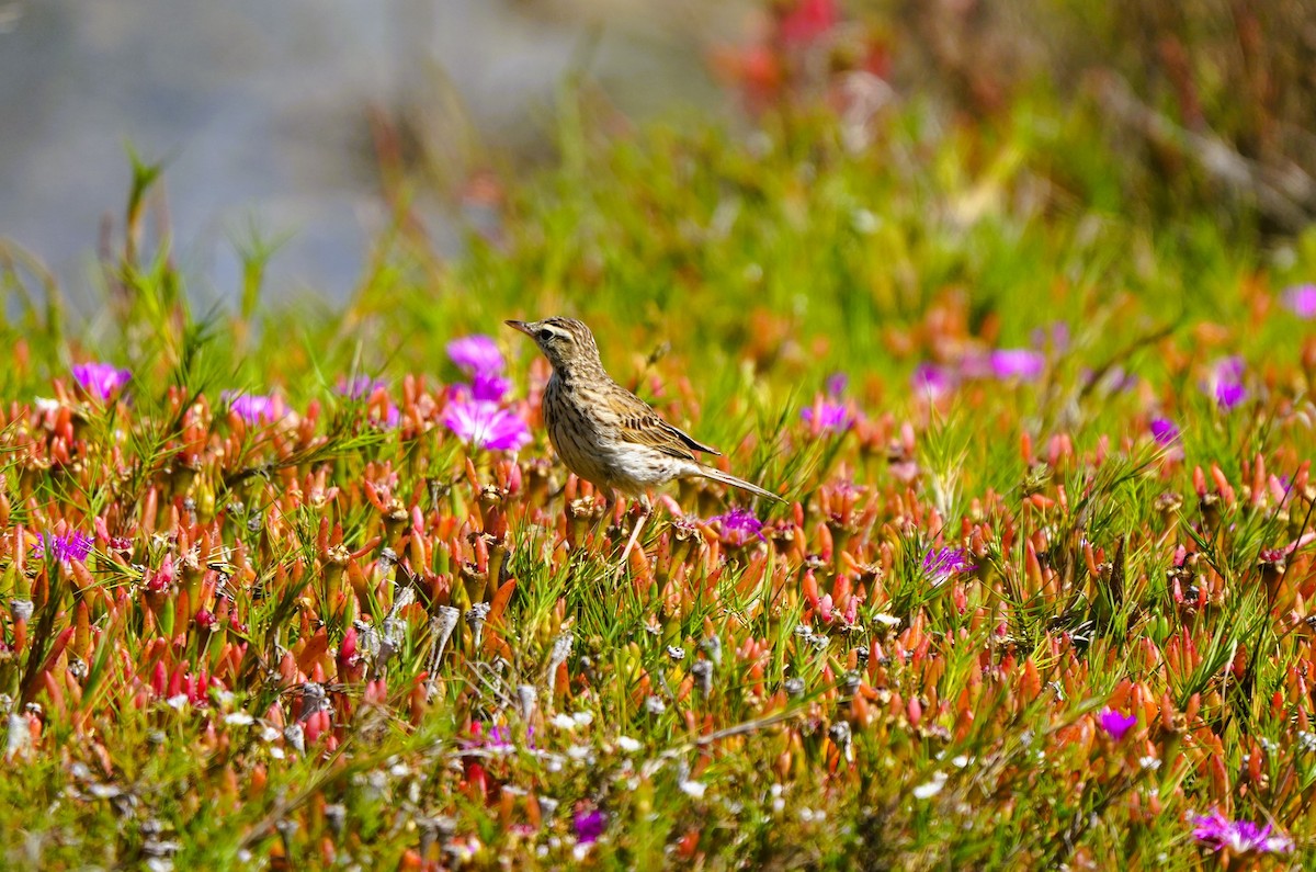 Australspornpieper - ML646675184