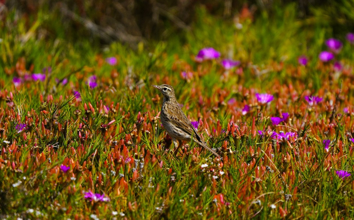 Australspornpieper - ML646675185