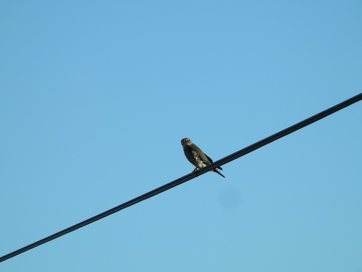 Хайргууна шонхор - ML646675187