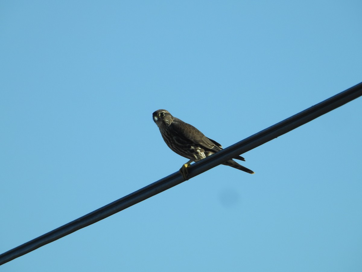 Хайргууна шонхор - ML646675188