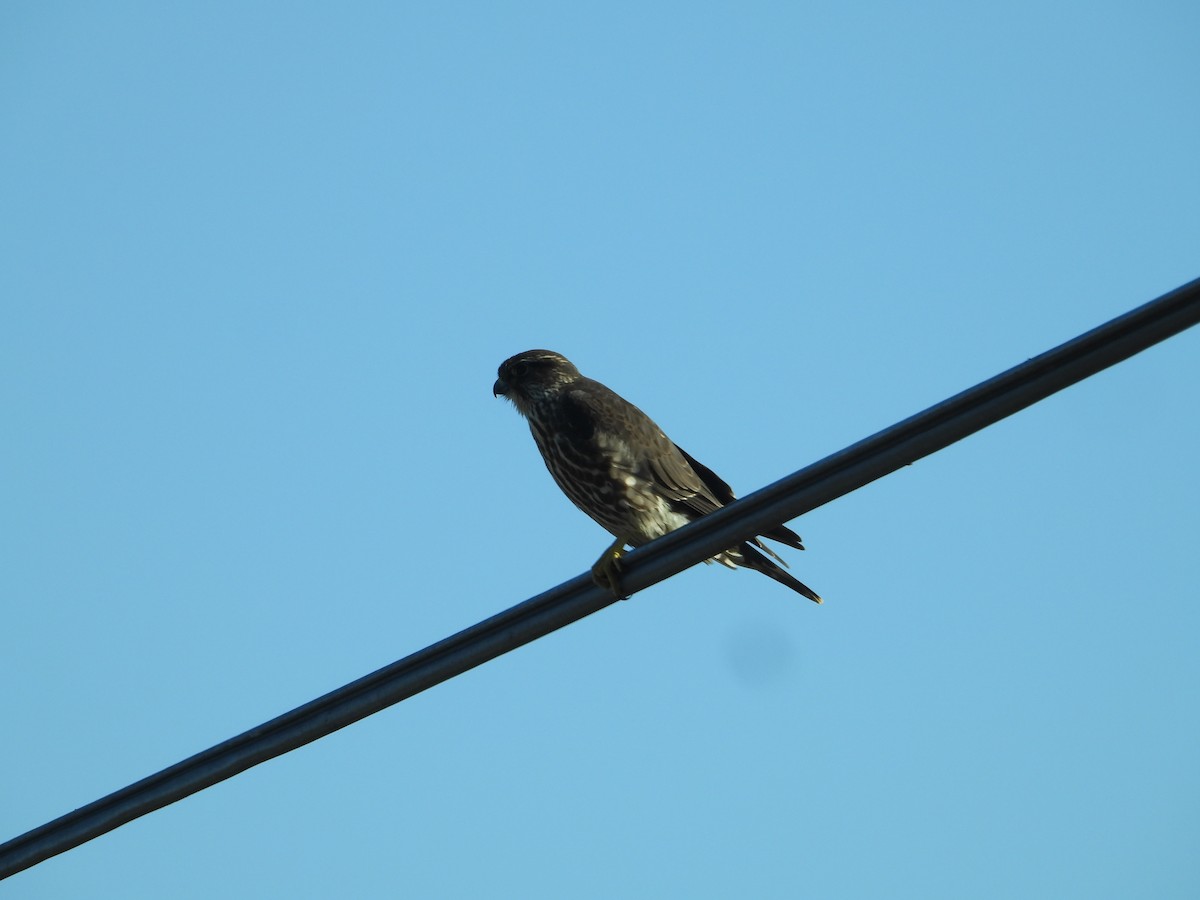 Хайргууна шонхор - ML646675189