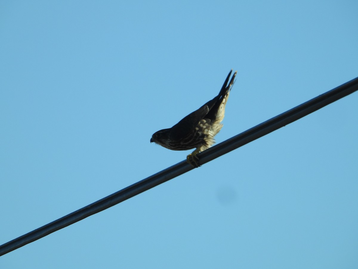 Хайргууна шонхор - ML646675190