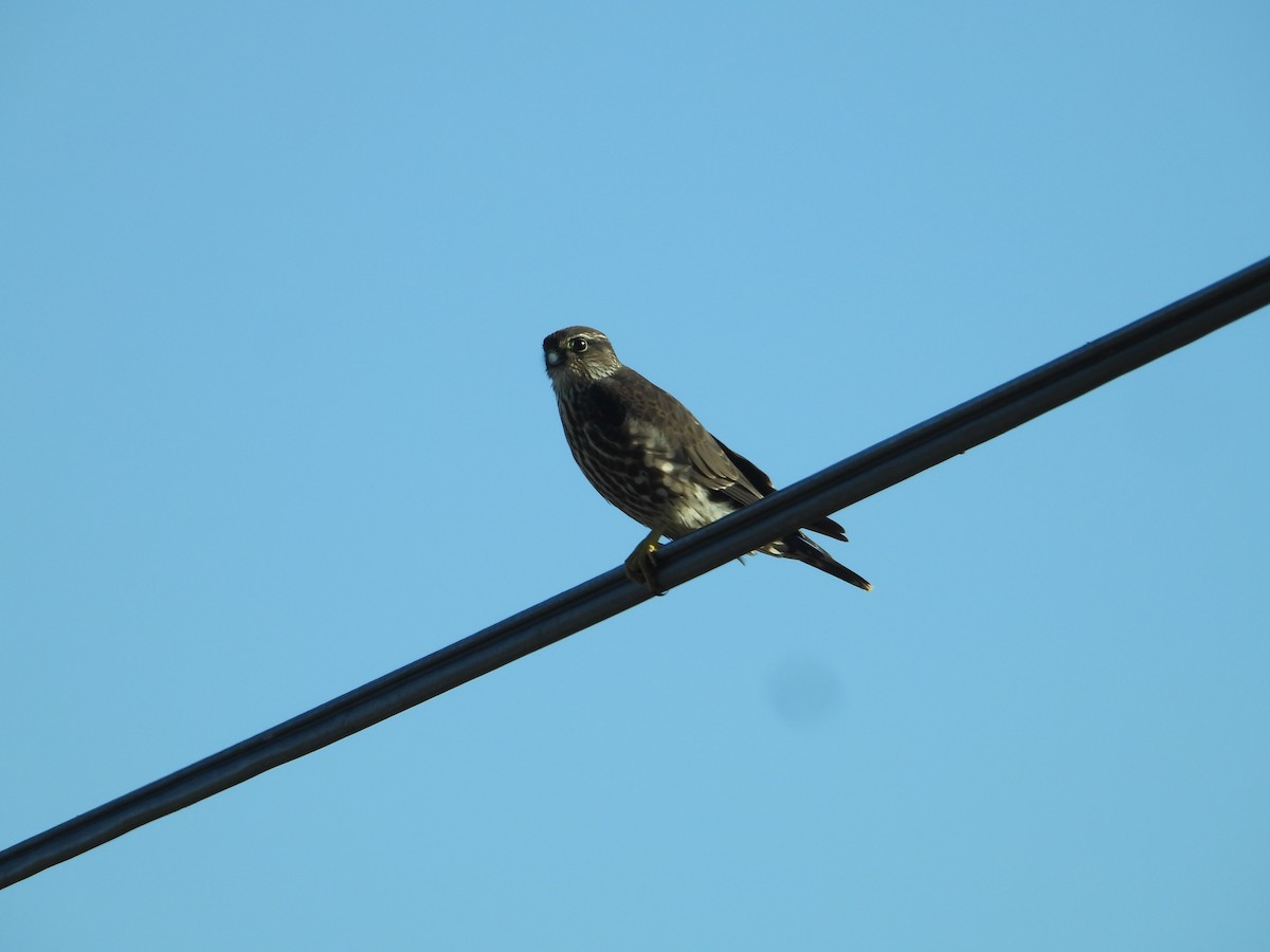 Хайргууна шонхор - ML646675191