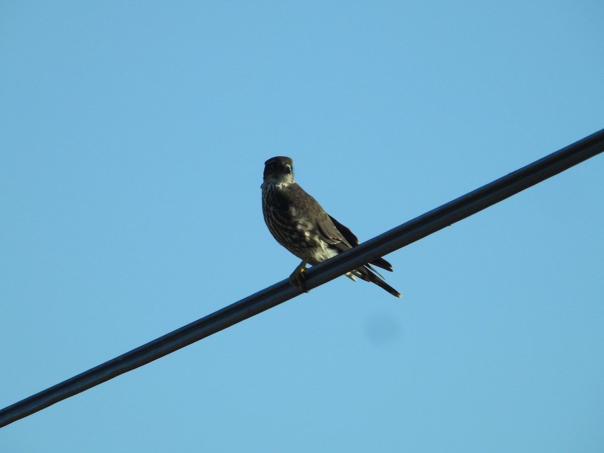 Хайргууна шонхор - ML646675192