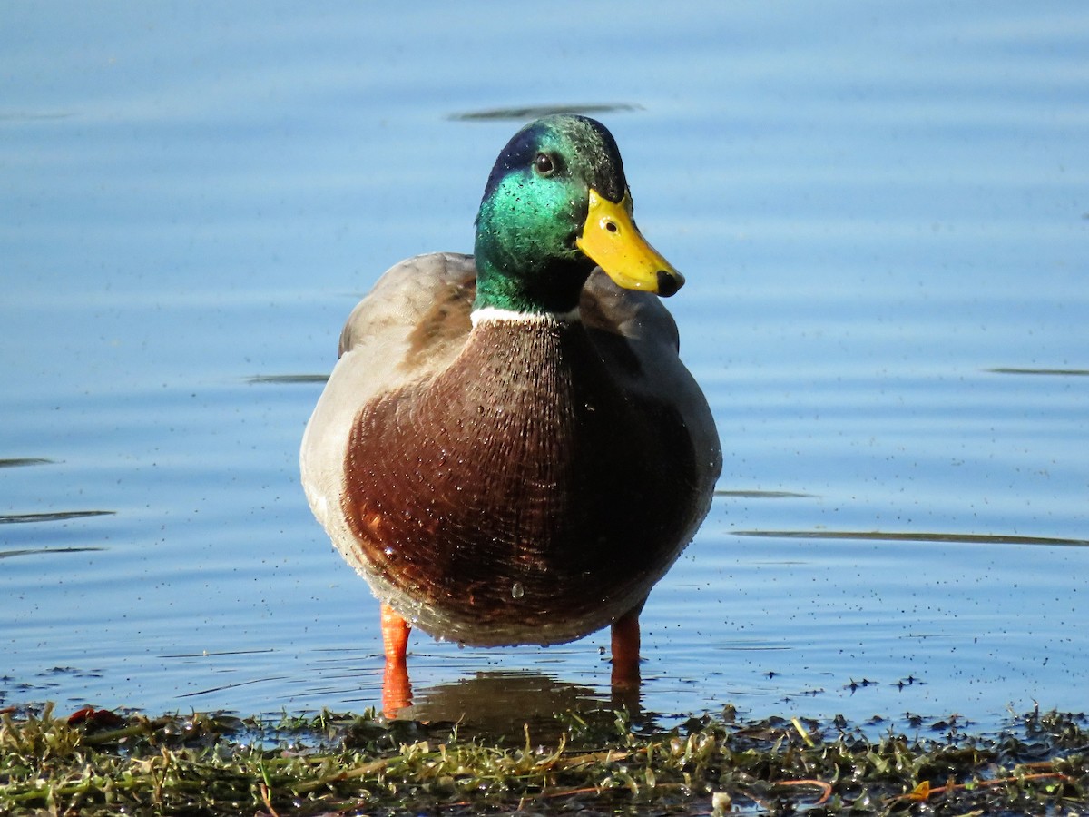 Ánade Azulón - ML646675198