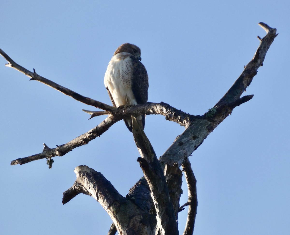 Busardo Colirrojo - ML646675200