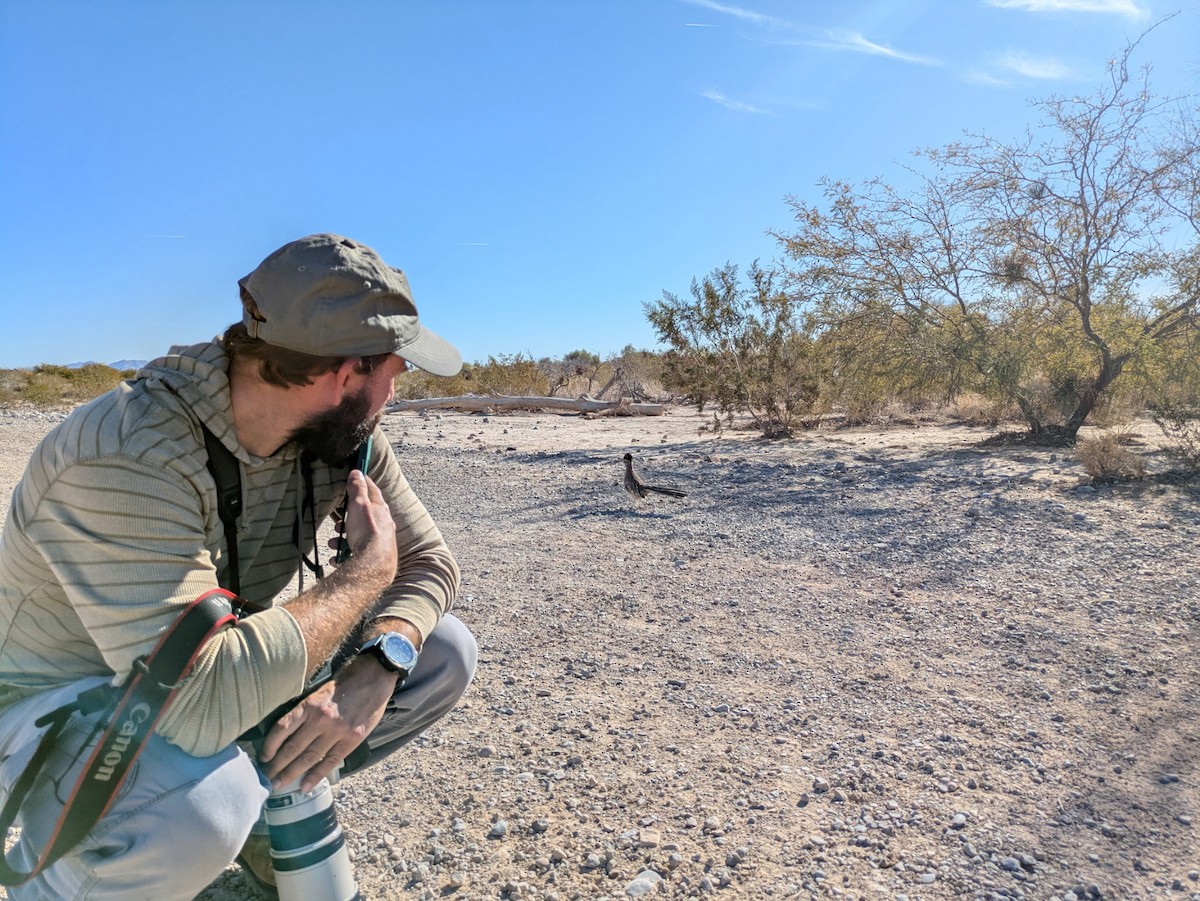 Correcaminos Grande - ML646675204