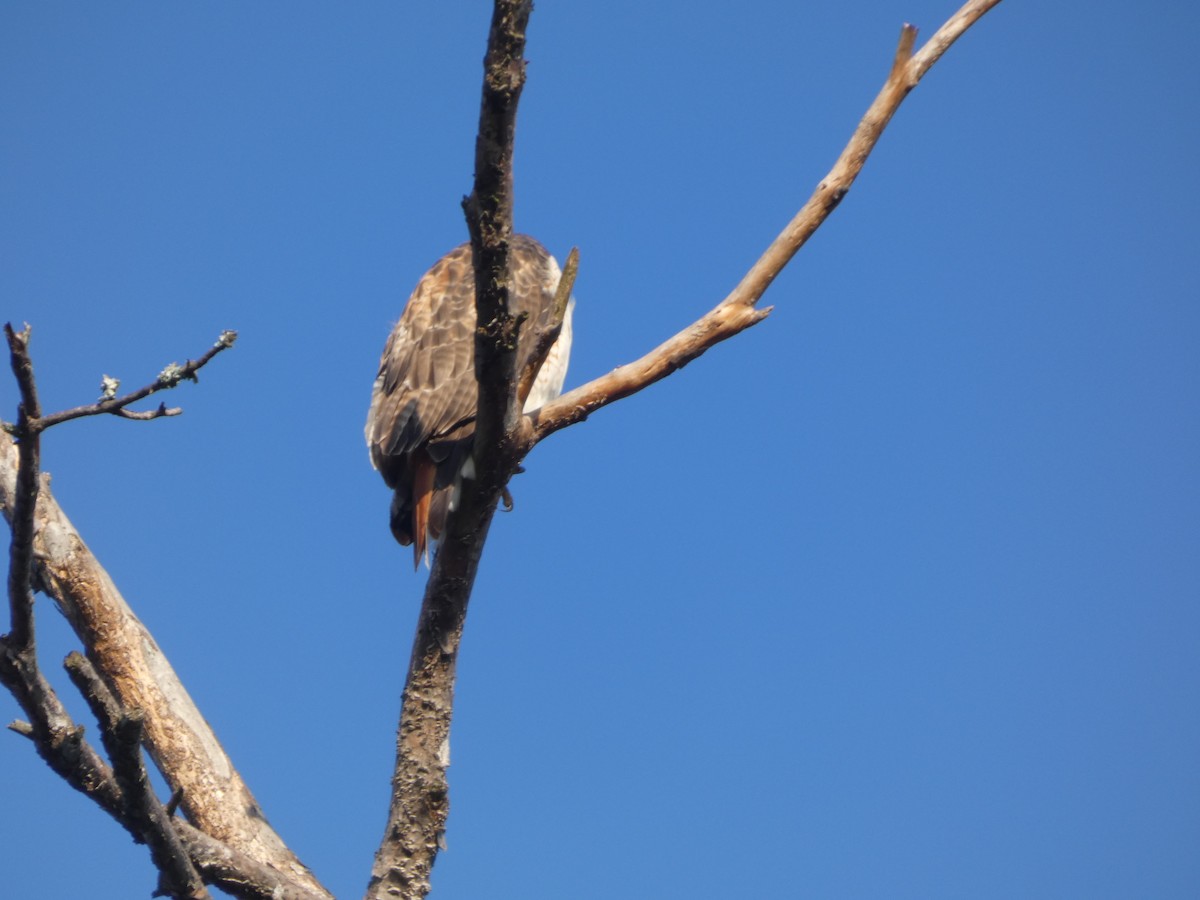 Busardo Colirrojo - ML646675205