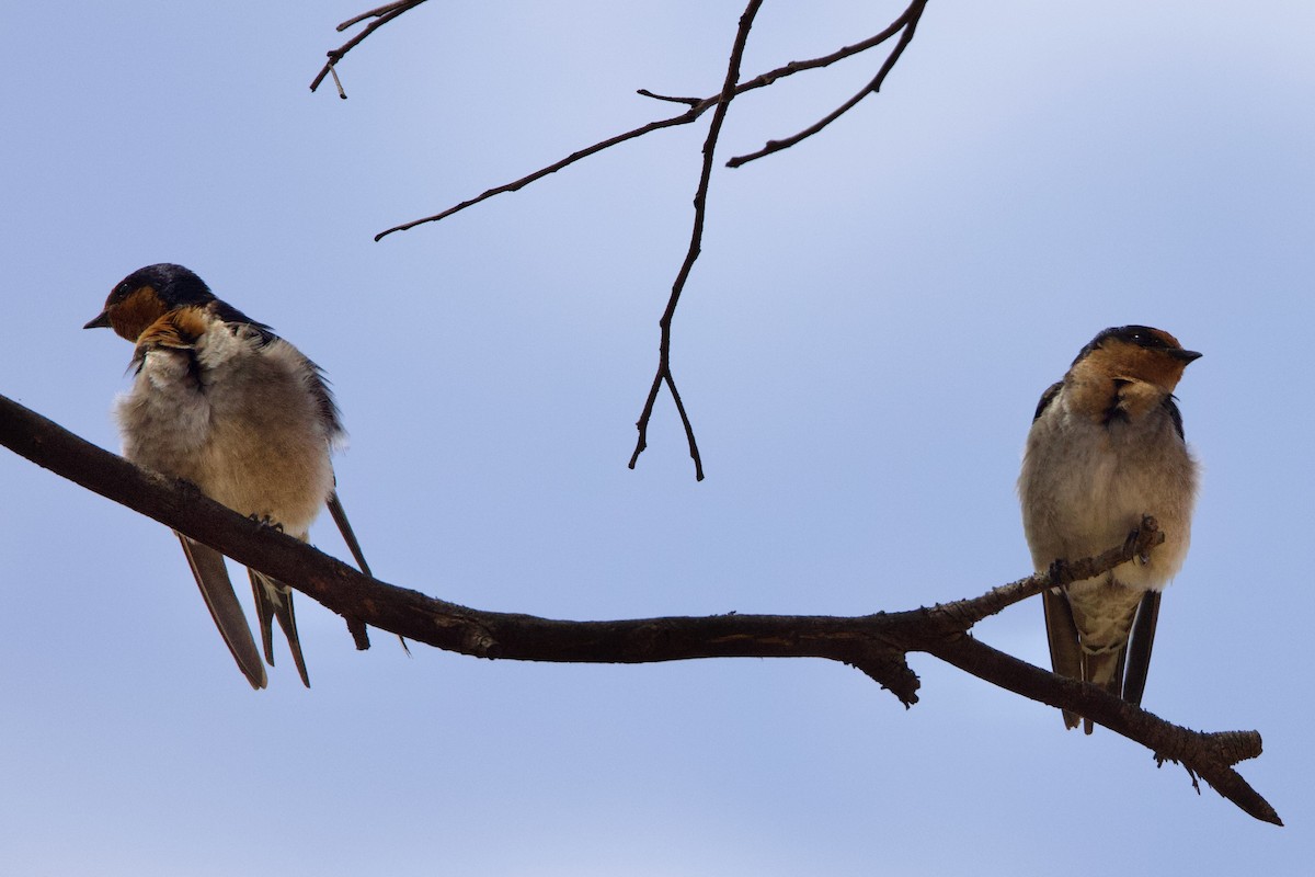 Golondrina Australiana - ML646675206
