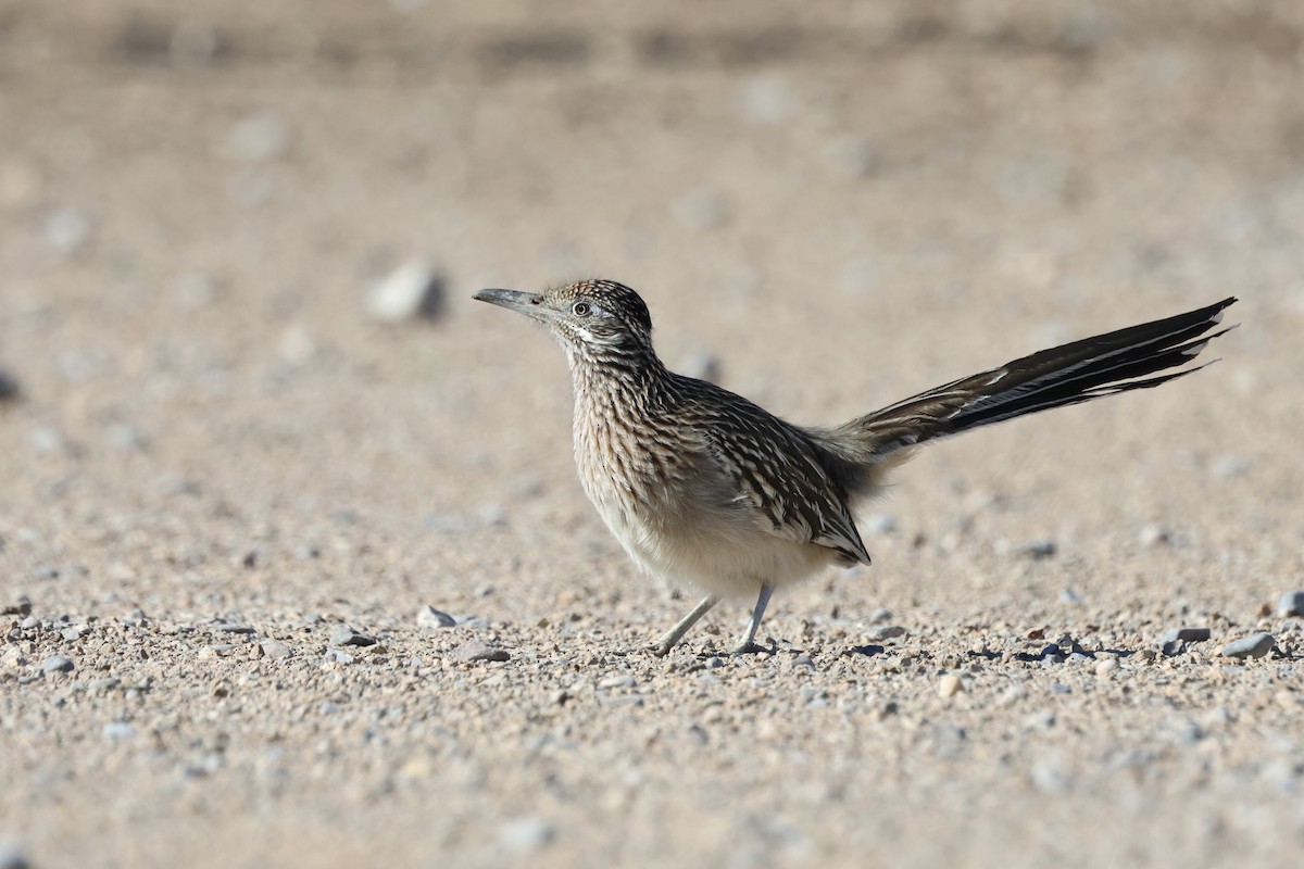 Correcaminos Grande - ML646675207