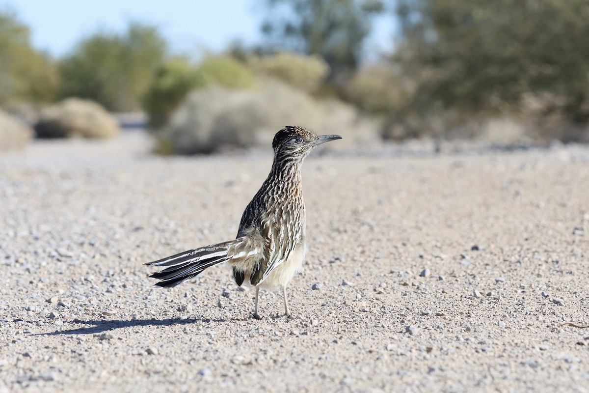 Correcaminos Grande - ML646675208