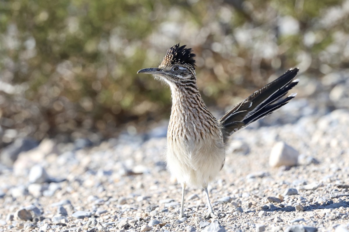 Correcaminos Grande - ML646675209