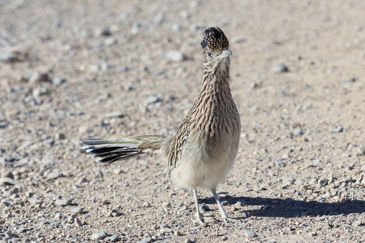 Correcaminos Grande - ML646675211