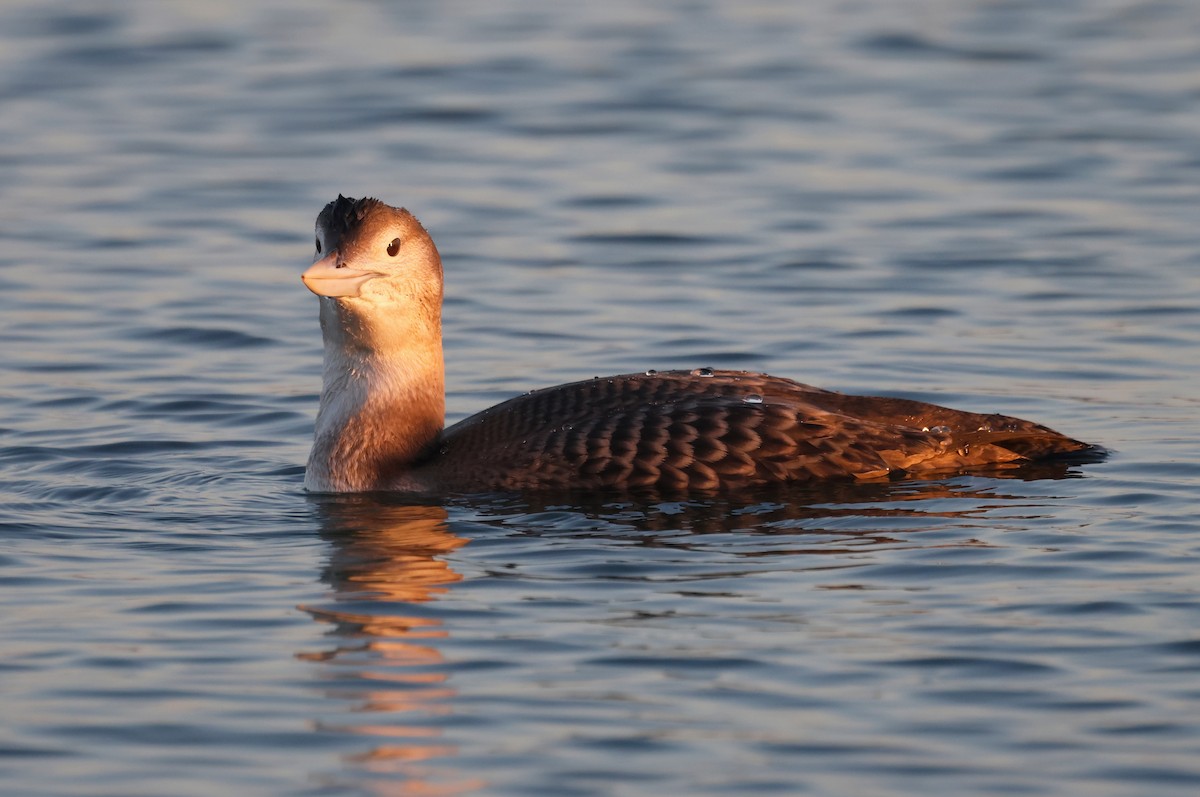 gulnebblom - ML646675212